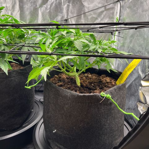 Gorilla Cookies Autoflower growlog timeline photo
