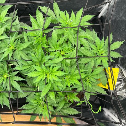 Gorilla Cookies Autoflower growlog timeline photo
