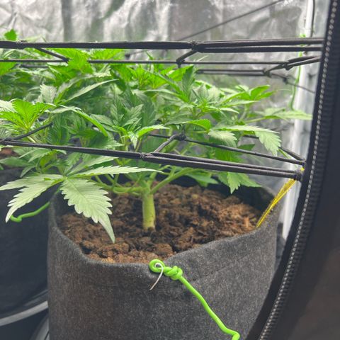 Gorilla Cookies Autoflower growlog timeline photo