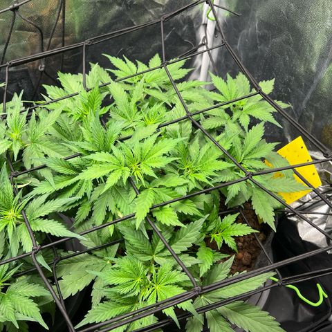Gorilla Cookies Autoflower growlog timeline photo