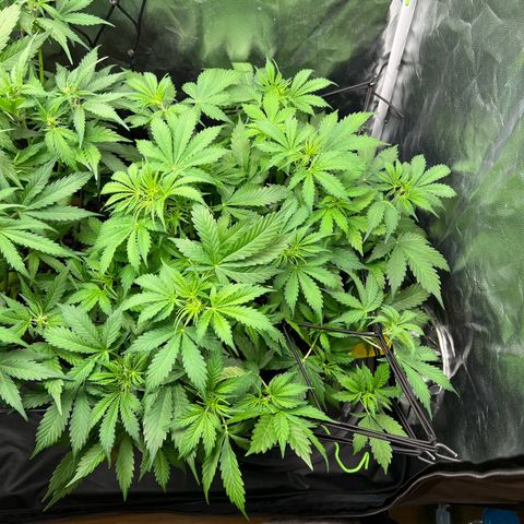 Gorilla Cookies Autoflower growlog timeline photo