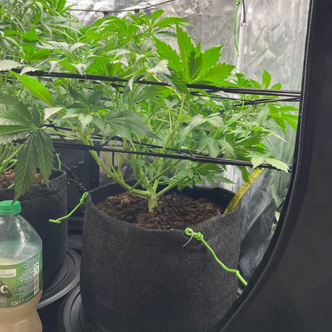 Gorilla Cookies Autoflower growlog timeline photo