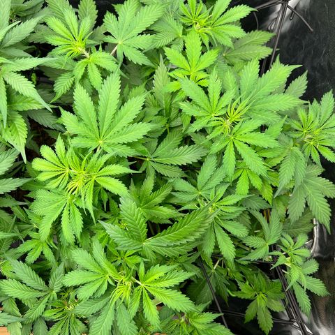 Gorilla Cookies Autoflower growlog timeline photo
