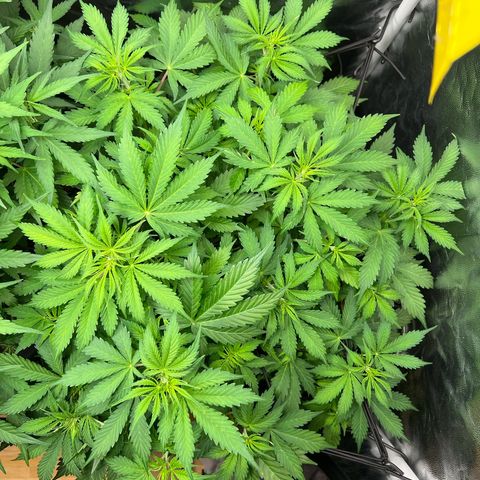 Gorilla Cookies Autoflower growlog timeline photo