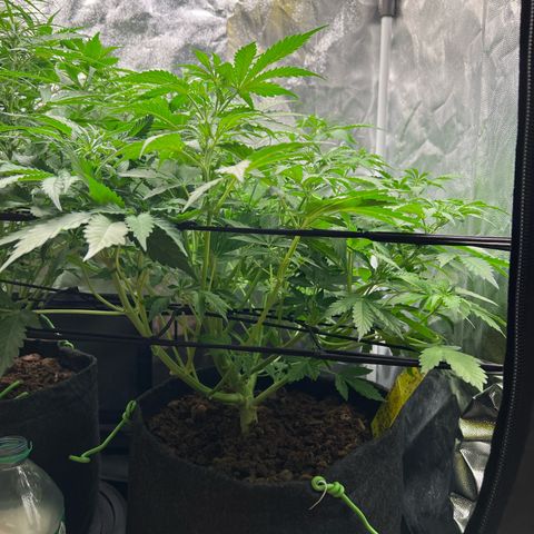 Gorilla Cookies Autoflower growlog timeline photo