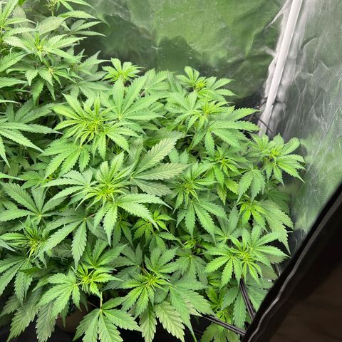 Gorilla Cookies Autoflower growlog timeline photo