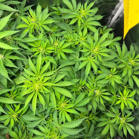 Gorilla Cookies Autoflower growlog timeline photo