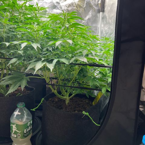 Gorilla Cookies Autoflower growlog timeline photo