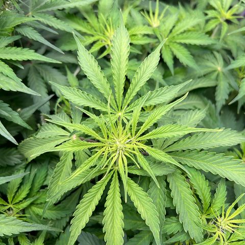 Gorilla Cookies Autoflower growlog timeline photo