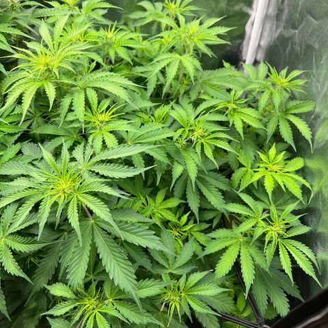 Gorilla Cookies Autoflower growlog timeline photo