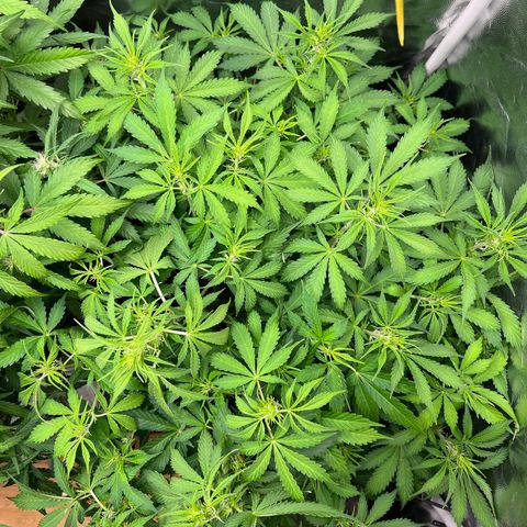 Gorilla Cookies Autoflower growlog timeline photo