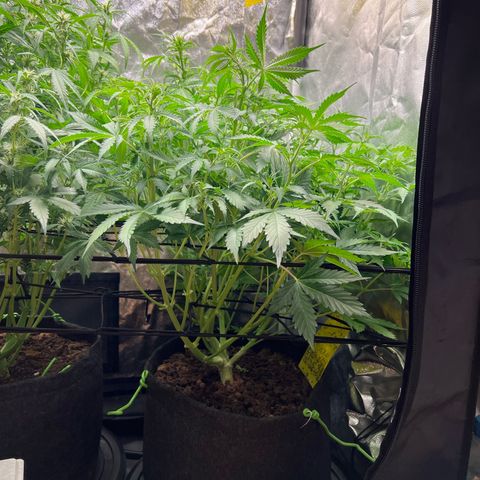 Gorilla Cookies Autoflower growlog timeline photo