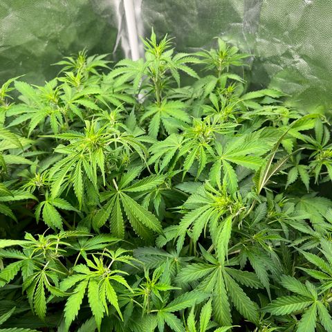 Gorilla Cookies Autoflower growlog timeline photo