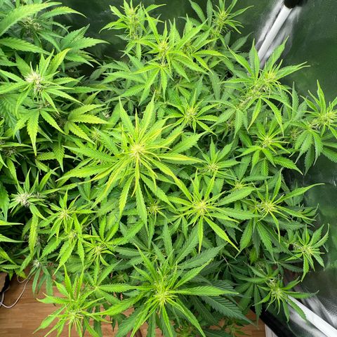 Gorilla Cookies Autoflower growlog timeline photo