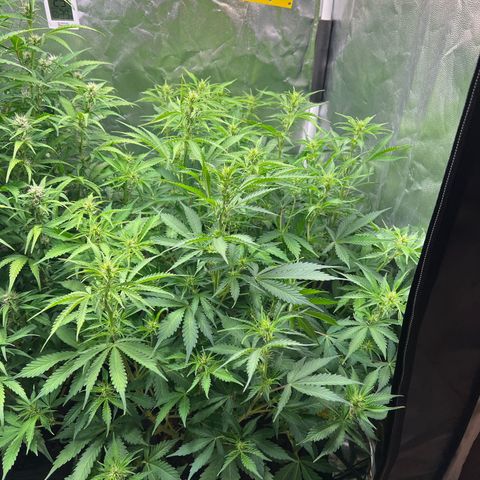 Gorilla Cookies Autoflower growlog timeline photo