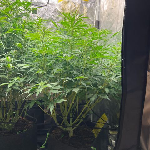 Gorilla Cookies Autoflower growlog timeline photo