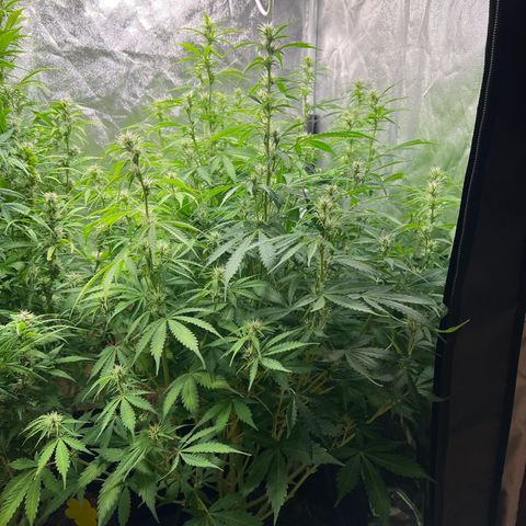 Gorilla Cookies Autoflower growlog timeline photo