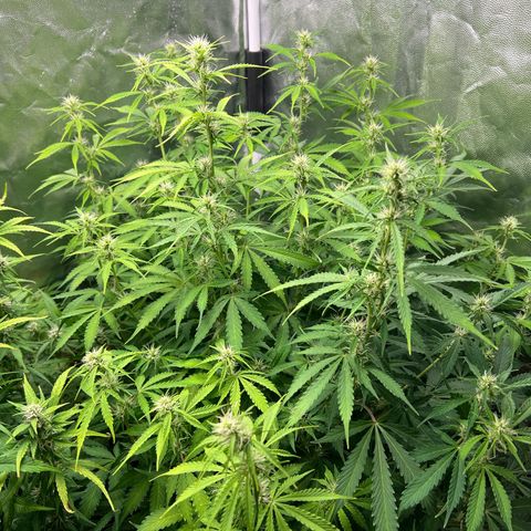 Gorilla Cookies Autoflower growlog timeline photo