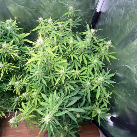 Gorilla Cookies Autoflower growlog timeline photo