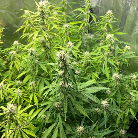 Gorilla Cookies Autoflower growlog timeline photo