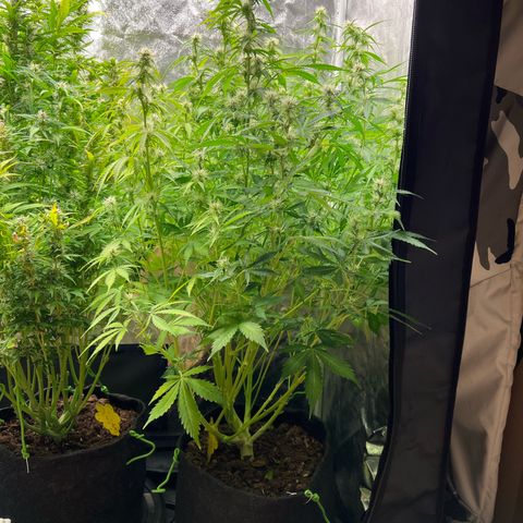 Gorilla Cookies Autoflower growlog timeline photo