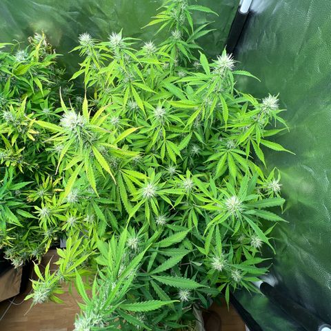 Gorilla Cookies Autoflower growlog timeline photo