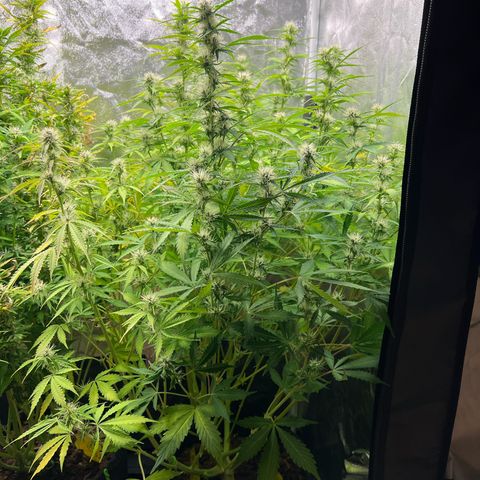 Gorilla Cookies Autoflower growlog timeline photo