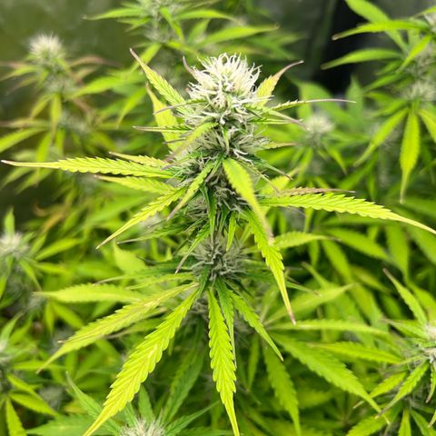 Gorilla Cookies Autoflower growlog timeline photo