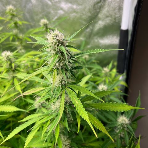 Gorilla Cookies Autoflower growlog timeline photo