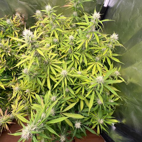 Gorilla Cookies Autoflower growlog timeline photo