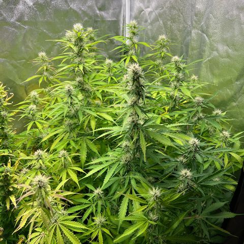 Gorilla Cookies Autoflower growlog timeline photo