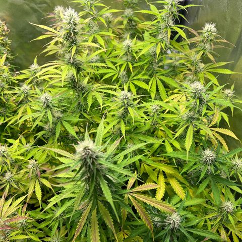 Gorilla Cookies Autoflower growlog timeline photo