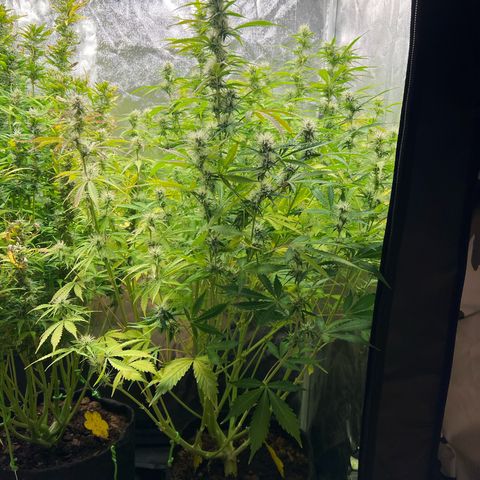 Gorilla Cookies Autoflower growlog timeline photo