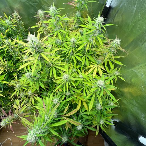 Gorilla Cookies Autoflower growlog timeline photo