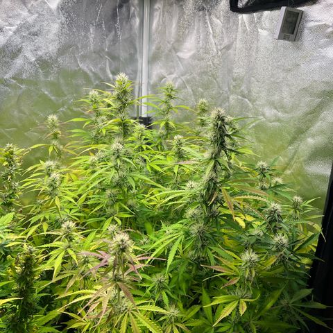 Gorilla Cookies Autoflower growlog timeline photo