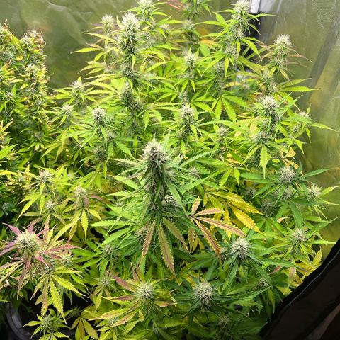 Gorilla Cookies Autoflower growlog timeline photo