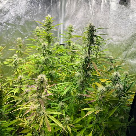Gorilla Cookies Autoflower growlog timeline photo