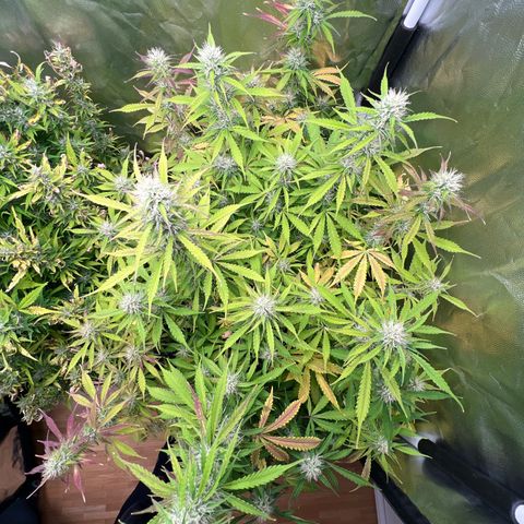 Gorilla Cookies Autoflower growlog timeline photo