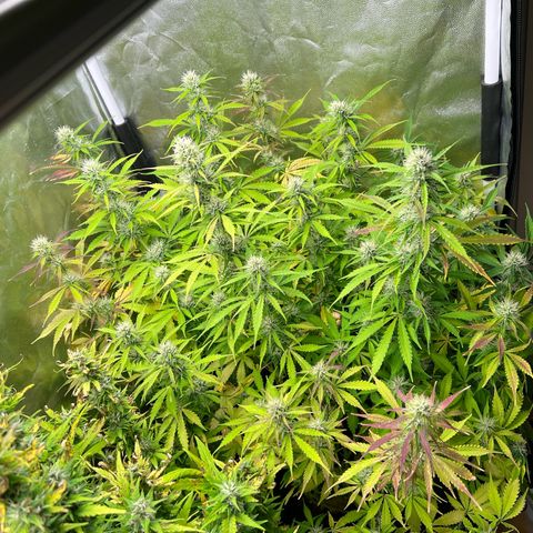 Gorilla Cookies Autoflower growlog timeline photo
