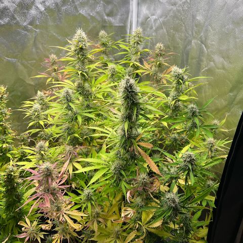 Gorilla Cookies Autoflower growlog timeline photo