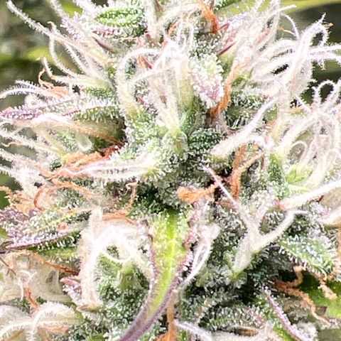 Gorilla Cookies Autoflower growlog timeline photo