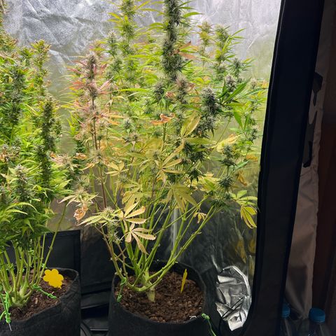 Gorilla Cookies Autoflower growlog timeline photo