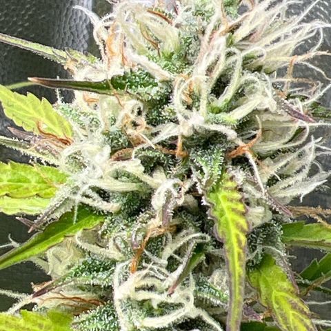 Gorilla Cookies Autoflower growlog timeline photo