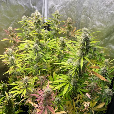 Gorilla Cookies Autoflower growlog timeline photo