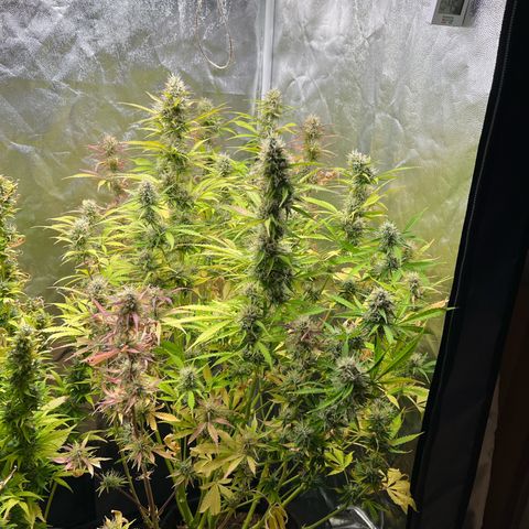 Gorilla Cookies Autoflower growlog timeline photo