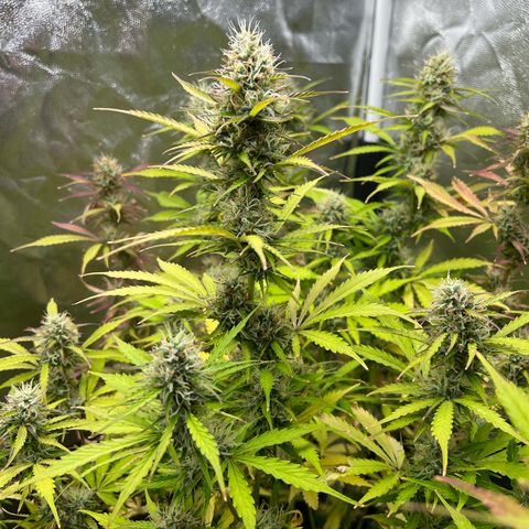 Gorilla Cookies Autoflower growlog timeline photo