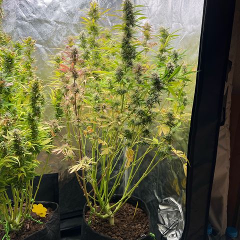 Gorilla Cookies Autoflower growlog timeline photo