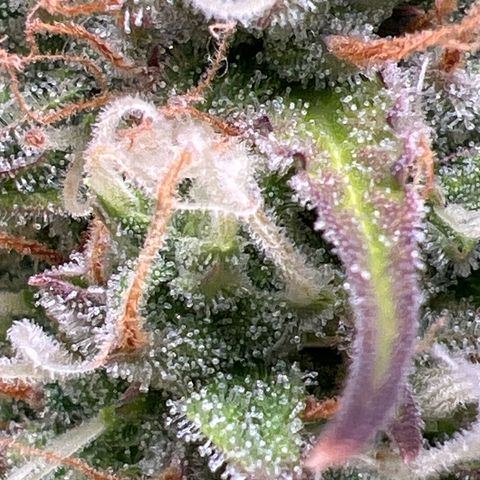 Gorilla Cookies Autoflower growlog timeline photo