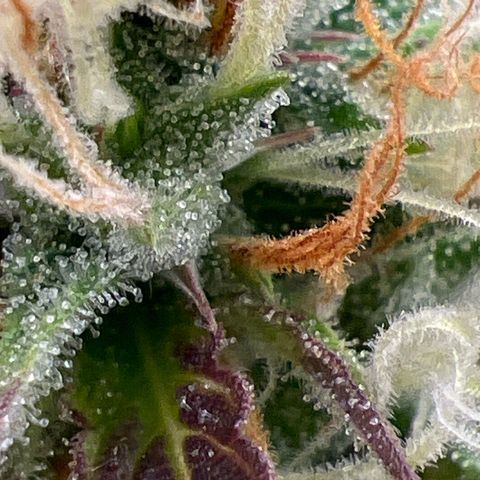 Gorilla Cookies Autoflower growlog timeline photo