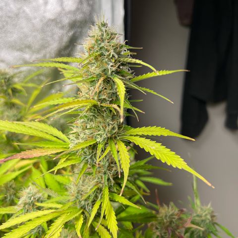 Gorilla Cookies Autoflower growlog timeline photo